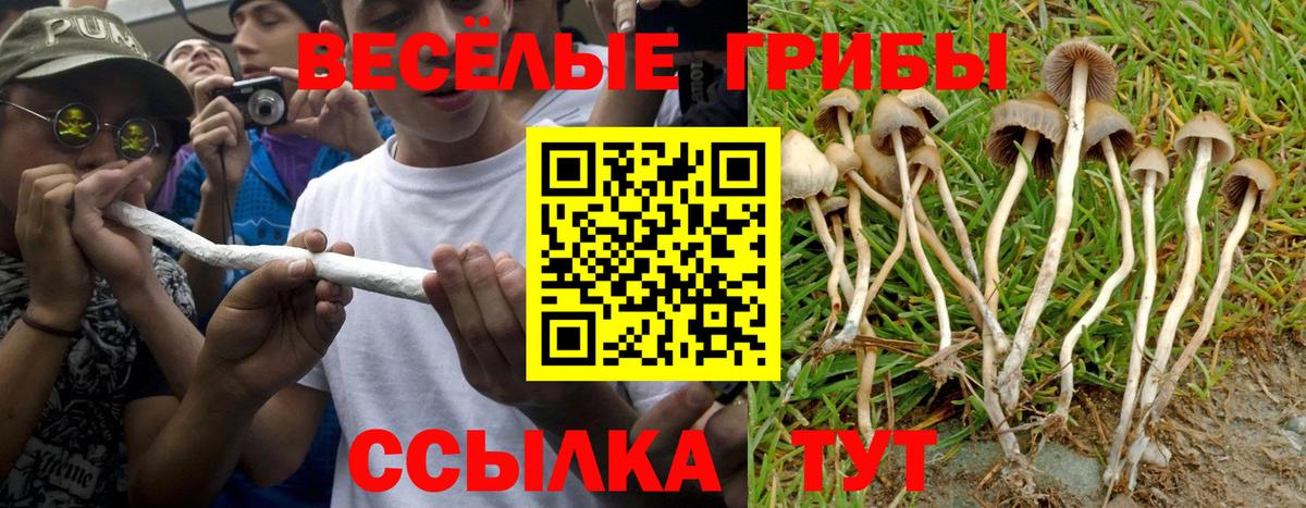 Чебоксары  Псилоцибиновые грибы прущие грибы  Вход с VPN 
